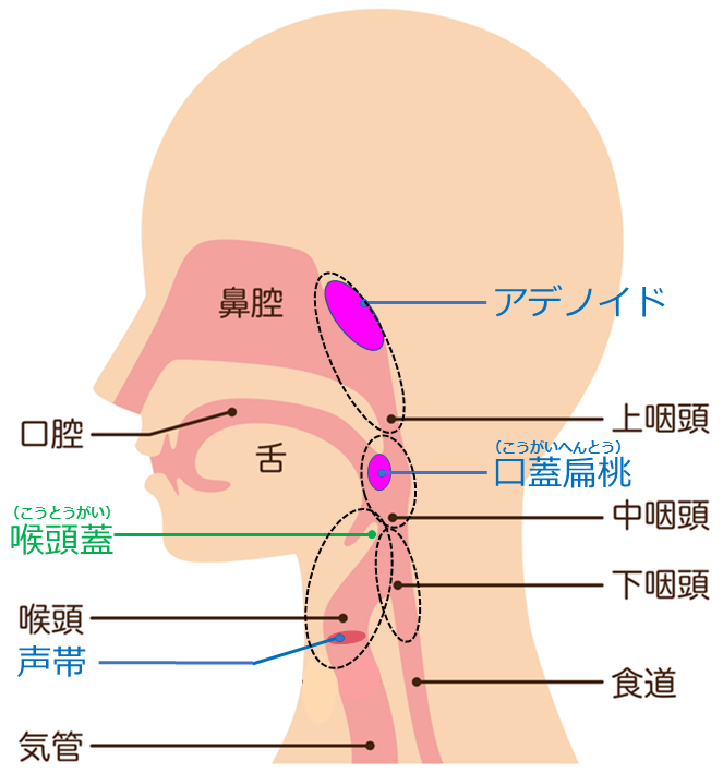 耳鼻咽喉科内藤クリニック のどの構造